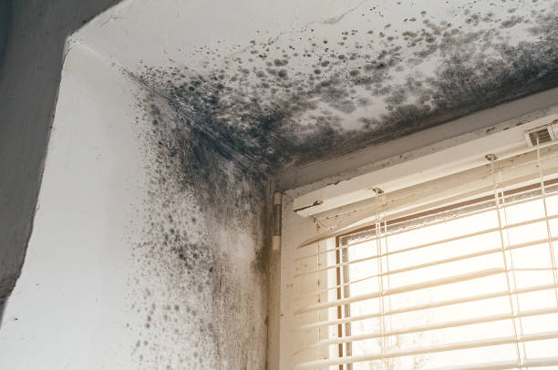 Trusted Black Mold Removal service in Trenton, FL - Cheap Mold Removal